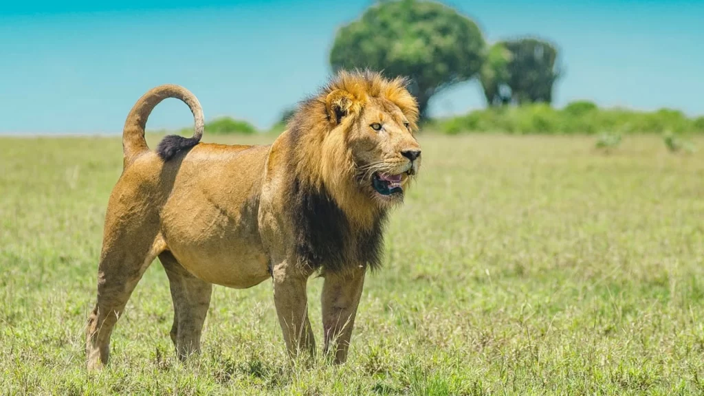 5 days ndutu area safaris migration