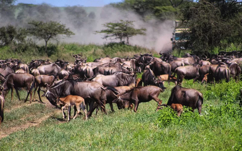 calving season lake ndutu