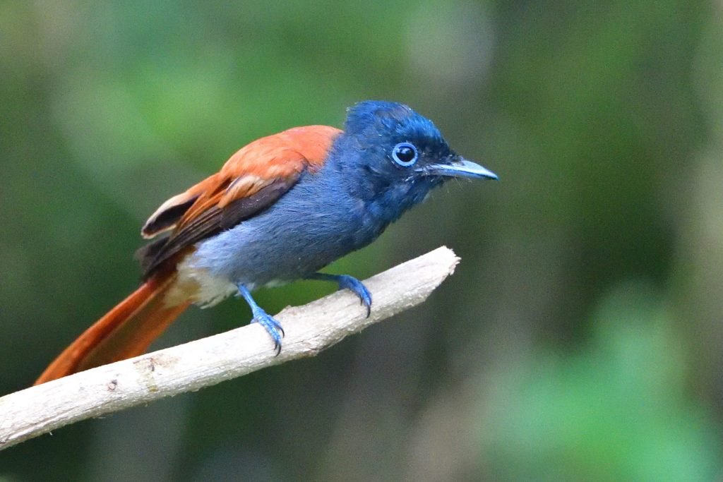 Flycatcher-African-Paradise.jpg