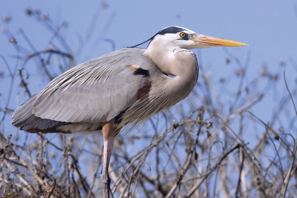 Great-blue-heron