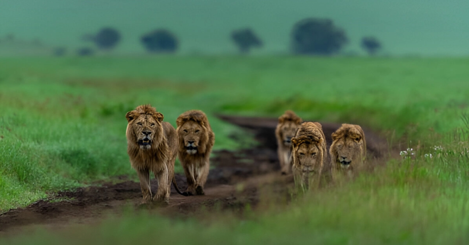 Ngorongoro crater
