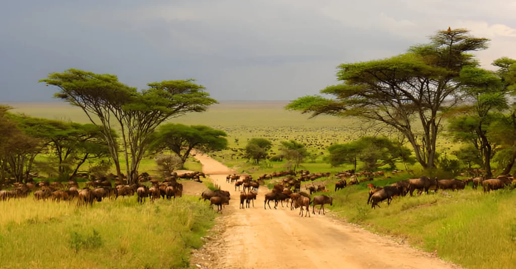 lake natron cultural safari