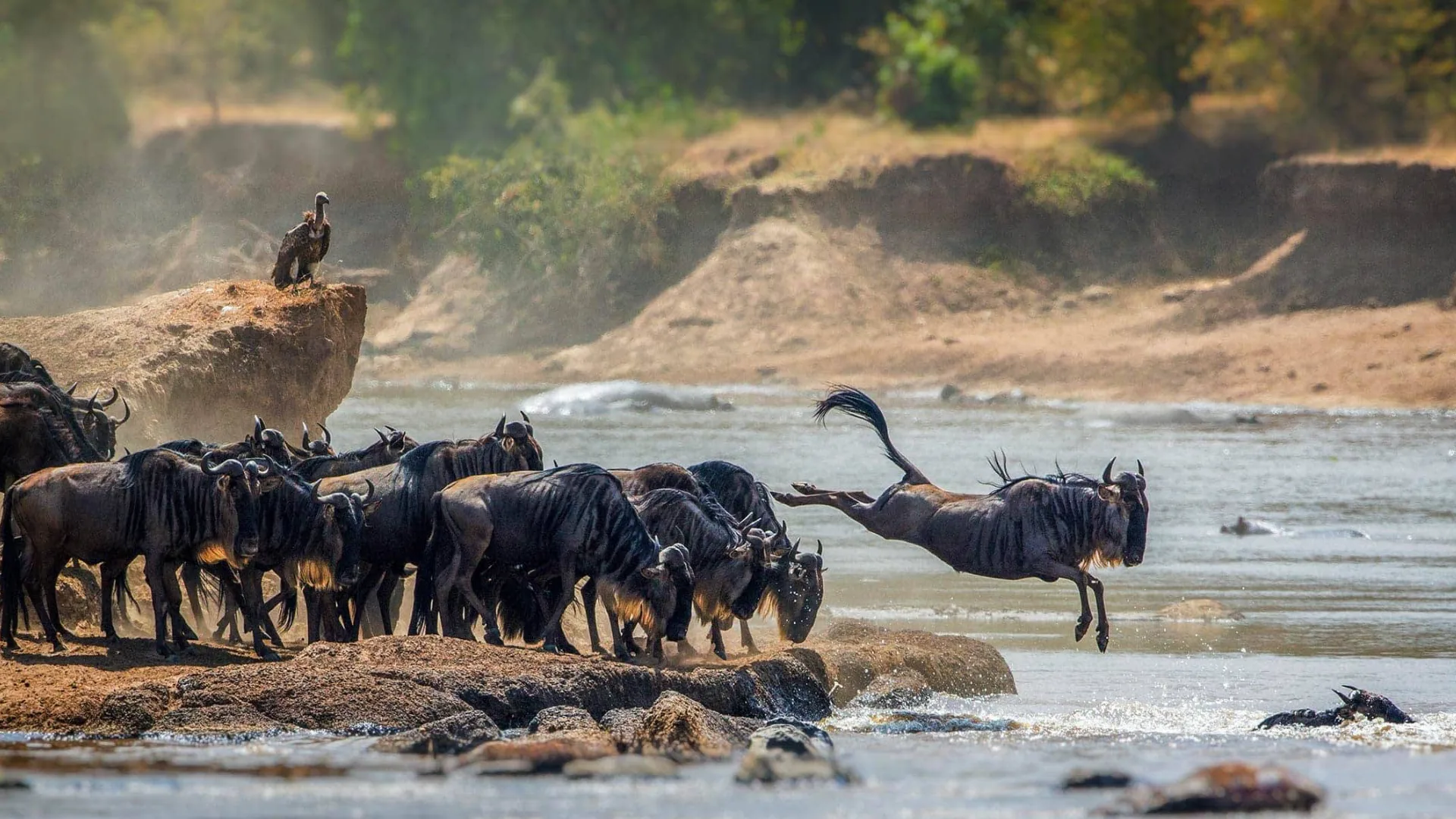 Wildebeest Mara River crossing Kenya thousands wildebeest crocodiles Great Migration African safari