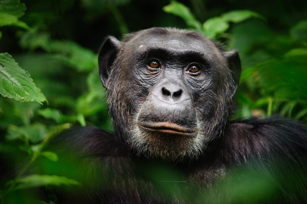 gombe national park