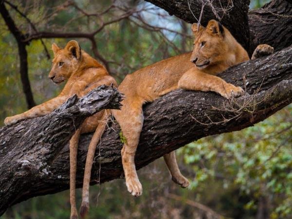 lake-manyara