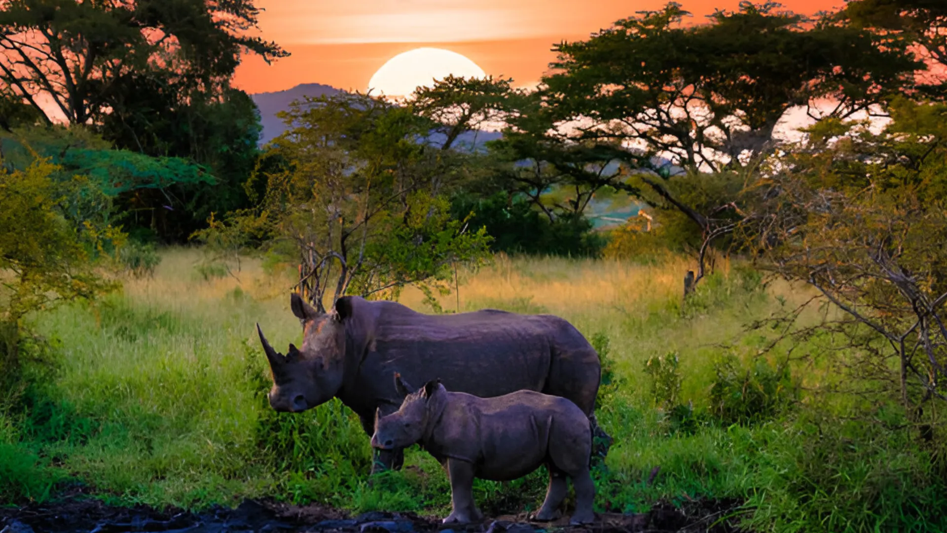 Ngorongoro Crater