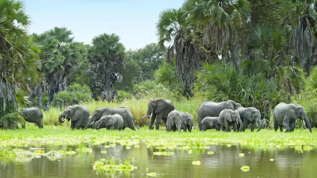 nyerere or selous national park