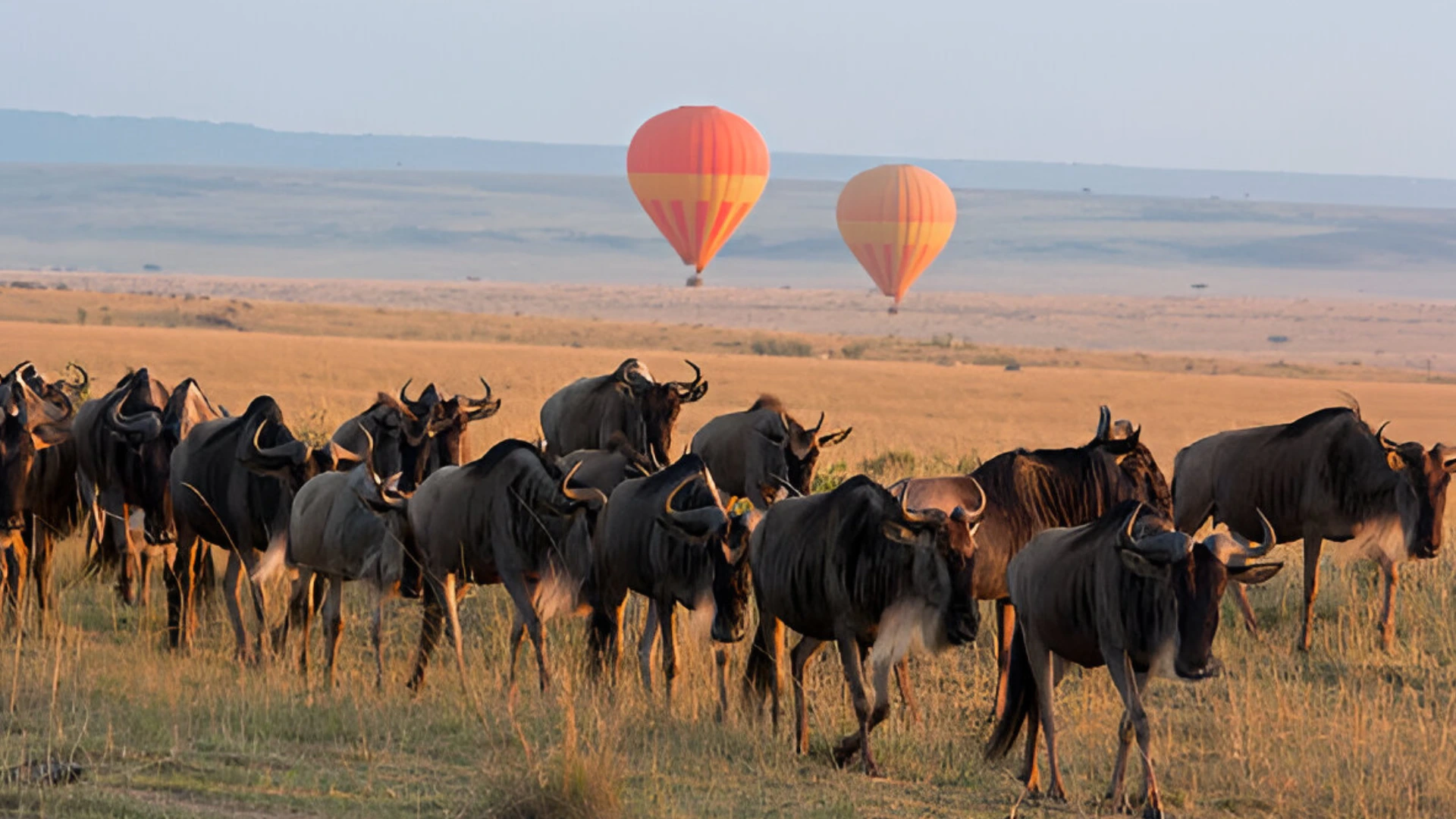 serengeti full day game drive