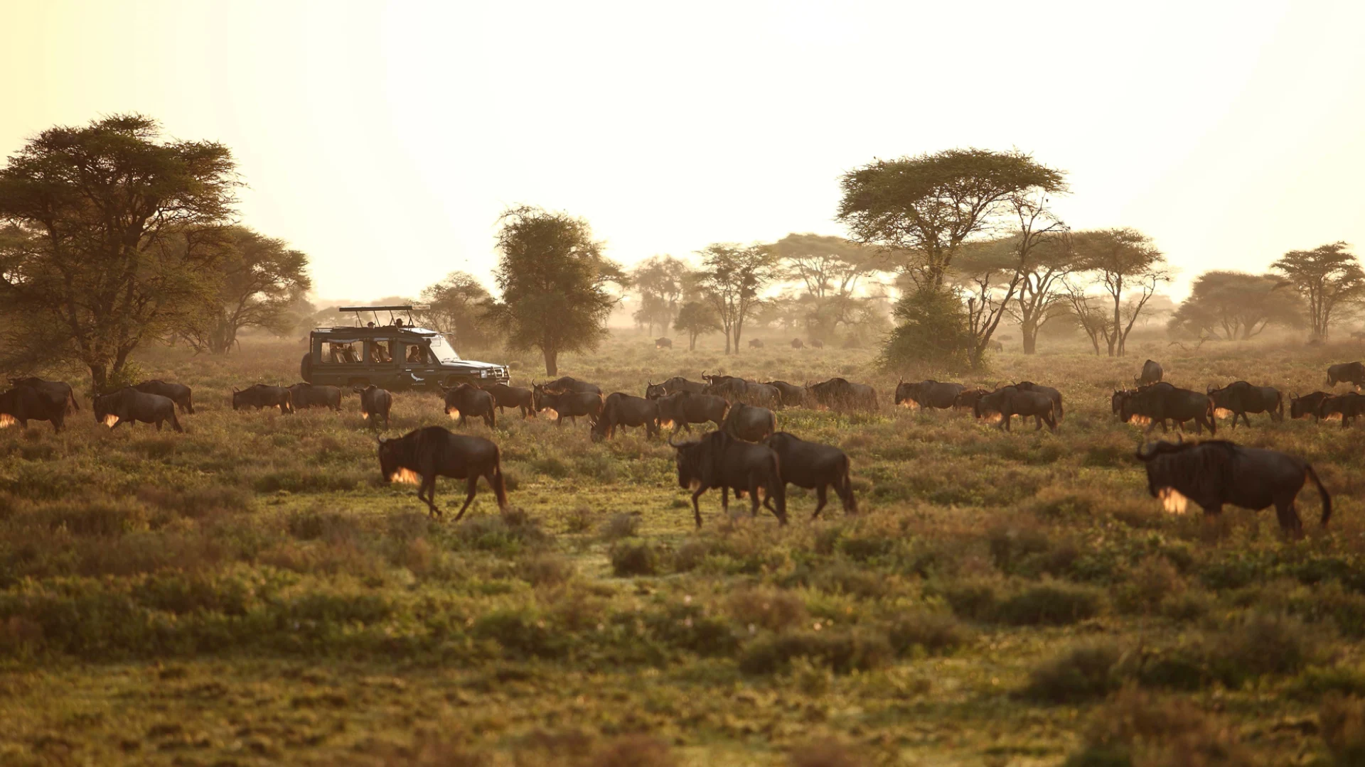 serengeti national park 12