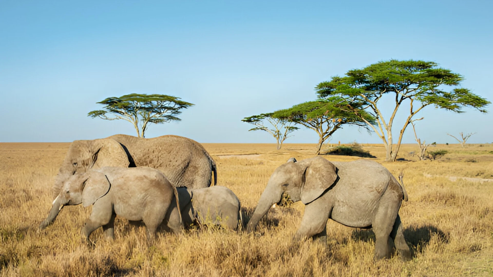serengeti national park