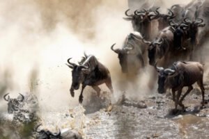 Tanzania_wilderbeastMarariver