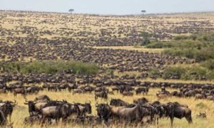 best time to see great migration-serengeti-750x450