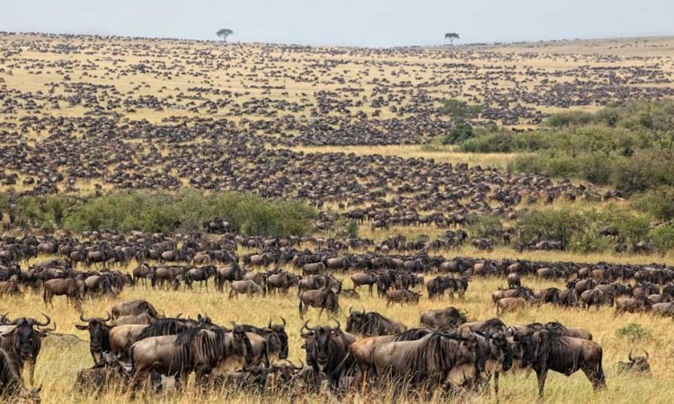 best time to see great migration-serengeti-750x450