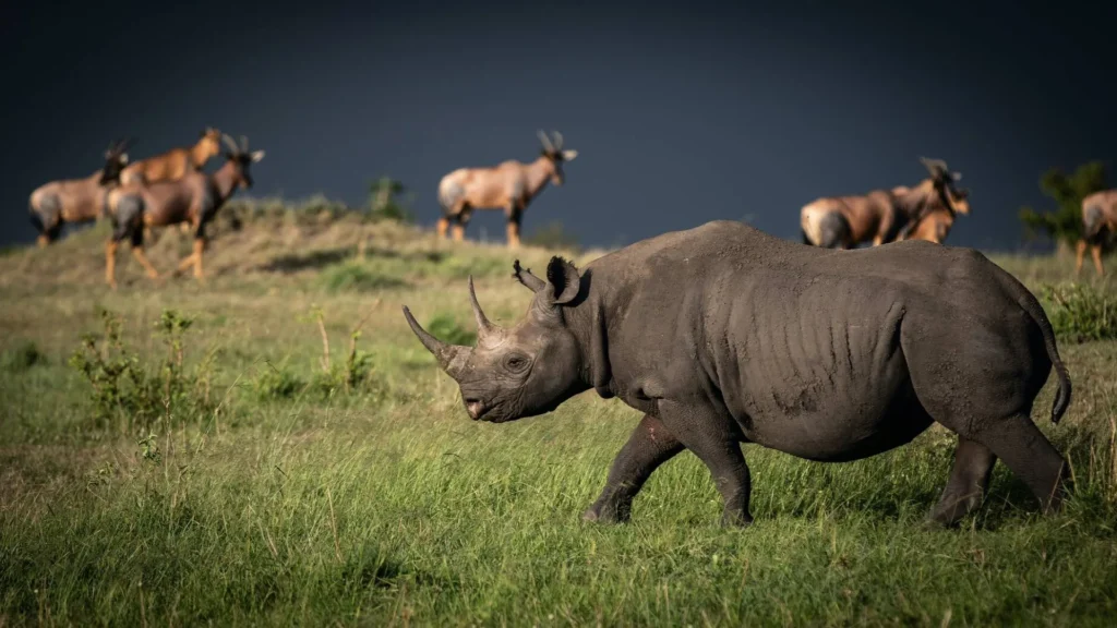 big five safaris in tanzania