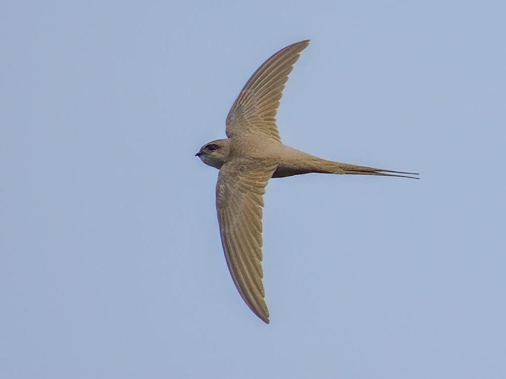 palm swifts,