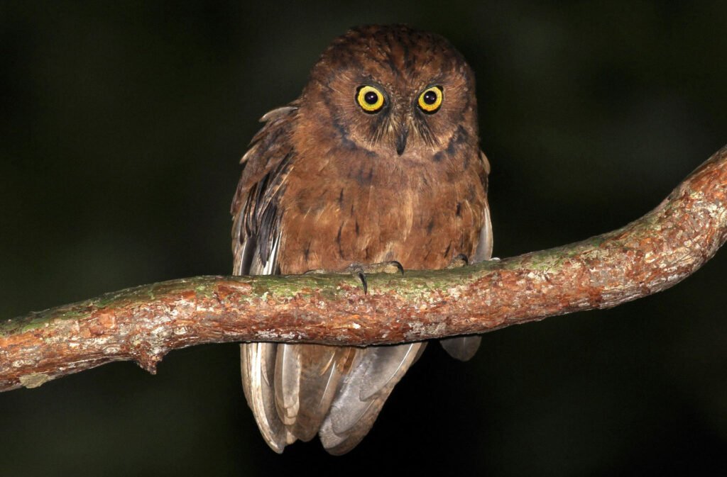 pemba scops owl