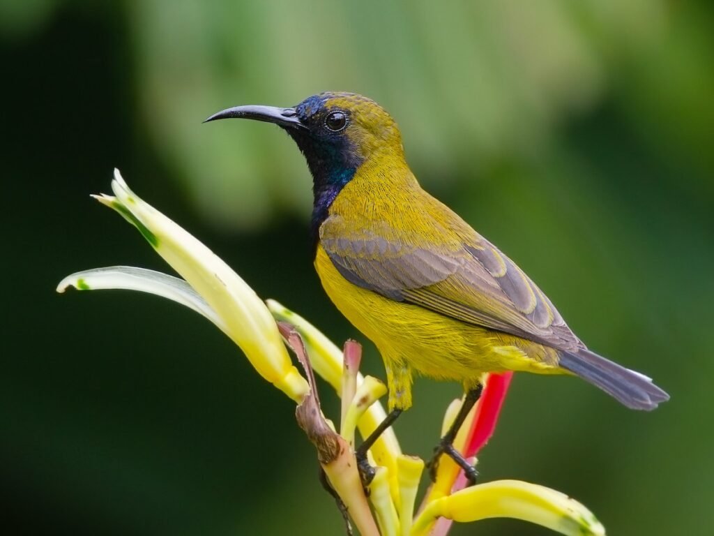 sun birds