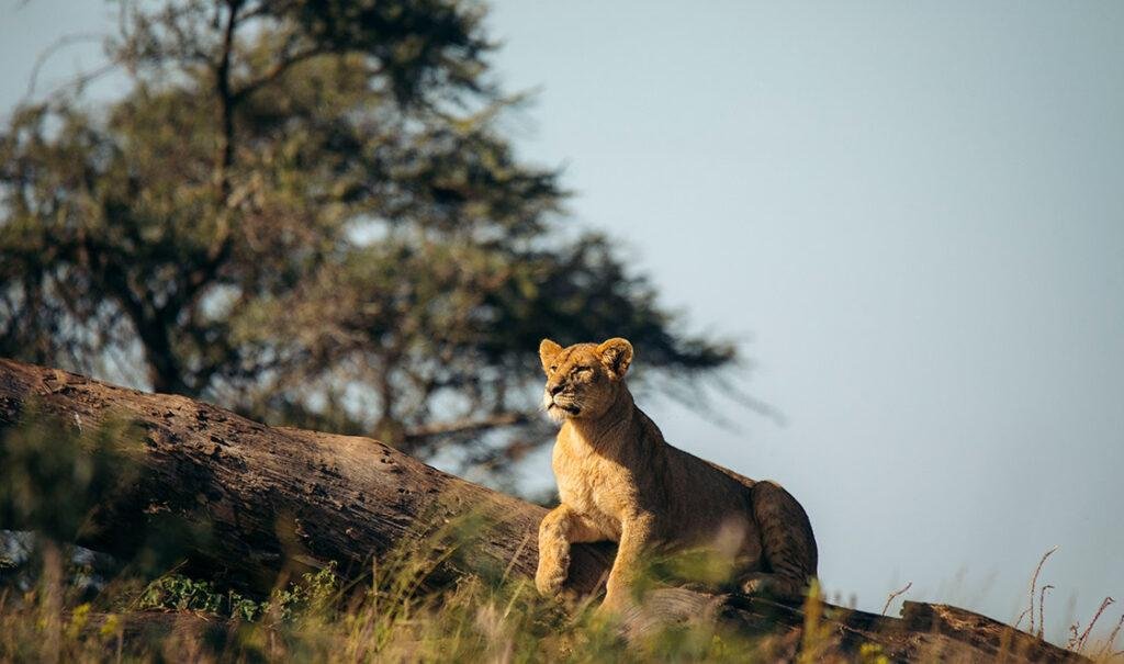 tanzania-november-thumb-1024x605