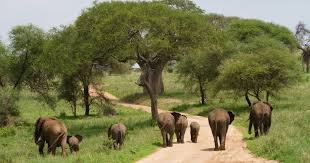 tarangire park safari and tours
