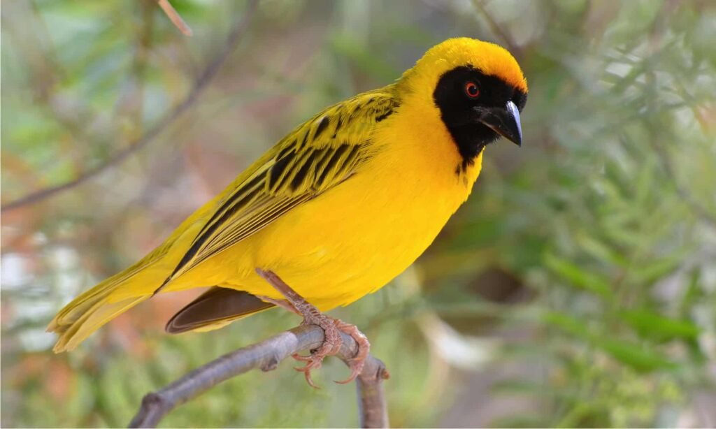 weaver