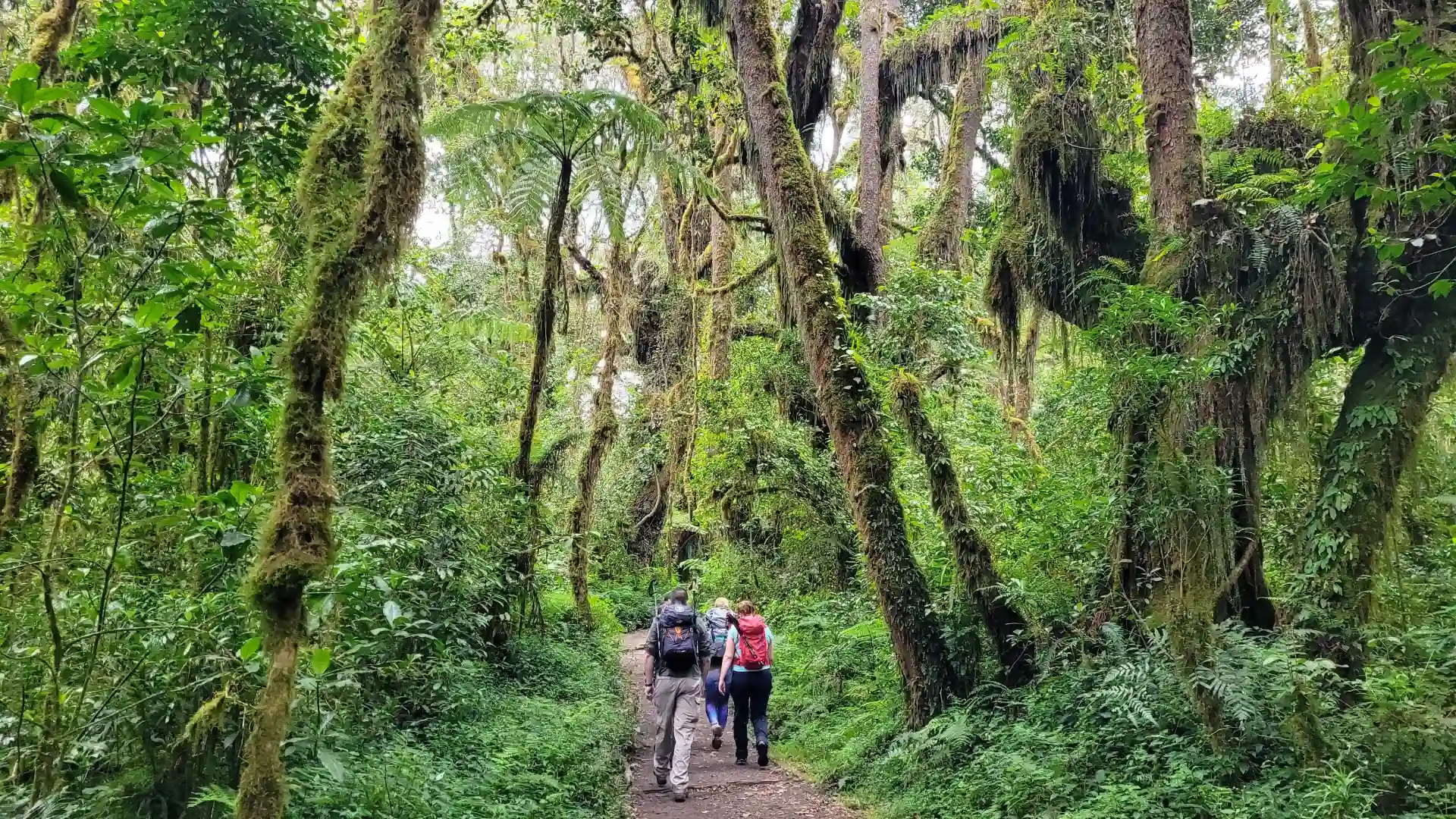 machame route 7 days