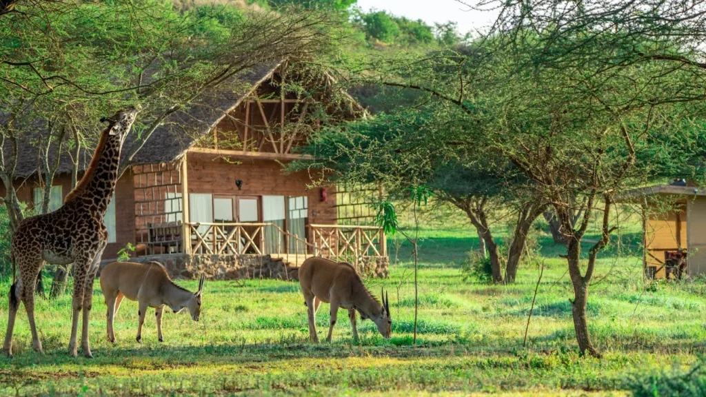 serval wildlife tanzania