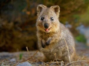 cuteanimals