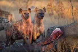 5 things you didn’t know about hyenas