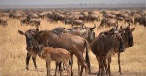 Newborn wildebeest calf standing beside mother in Serengeti grasslands.