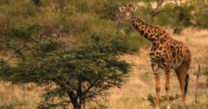 Kenya Prime Choice for Where to Go on Safari in January