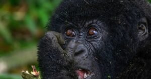 Mountain gorilla family in Bwindi Impenetrable Forest Uganda