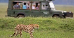 Cheetah resting on termite mound in Mara Naboisho Conservancy