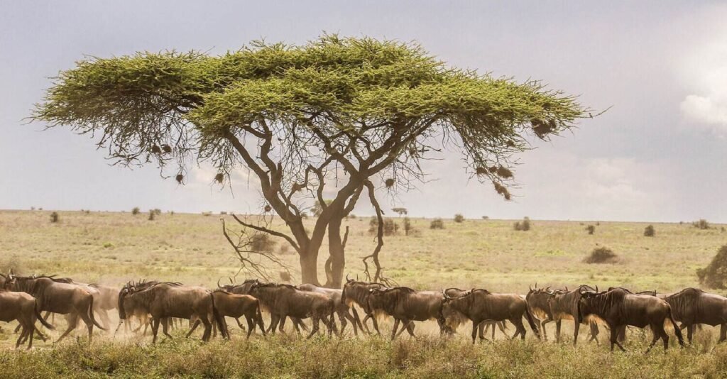 Best Time to Visit Kenya and Tanzania for Safari