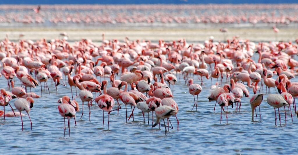 Lake Nakuru National Park