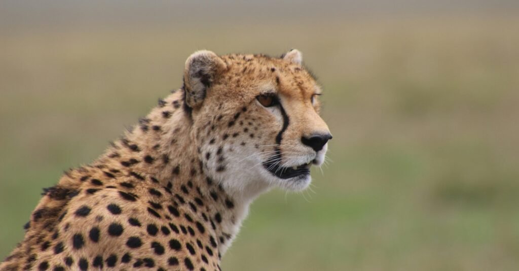 7 days Tanzania safari itinerary Northern Circuit including Serengeti National Park and Ngorongoro Crater
