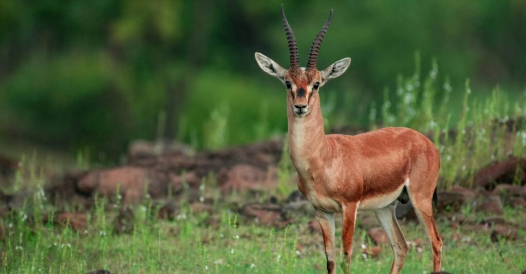 Gazelle vs. Antelope? Ever wondered how to tell them apart? Well, find out today with our extensive and insightful guide below!