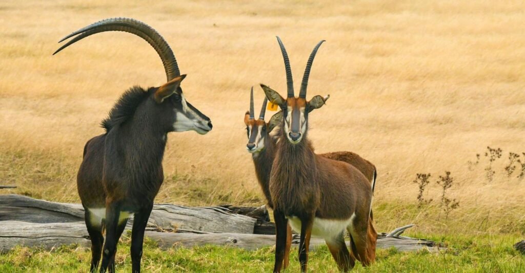The Majestic Serengeti Antelope: A Closer Look