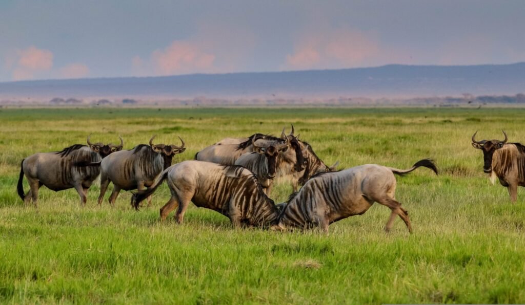 Best safari weather in Kenya in February