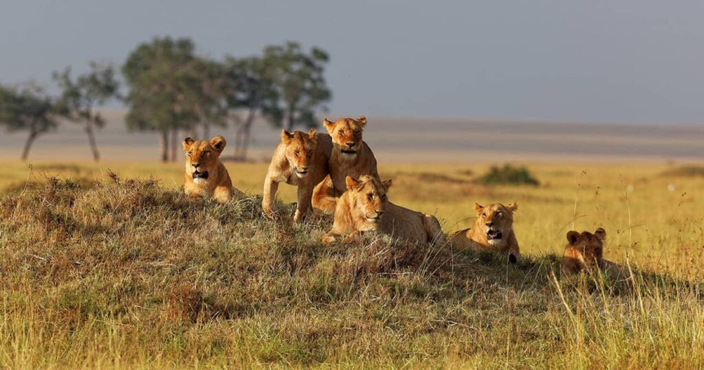 Best safari weather in Kenya in January