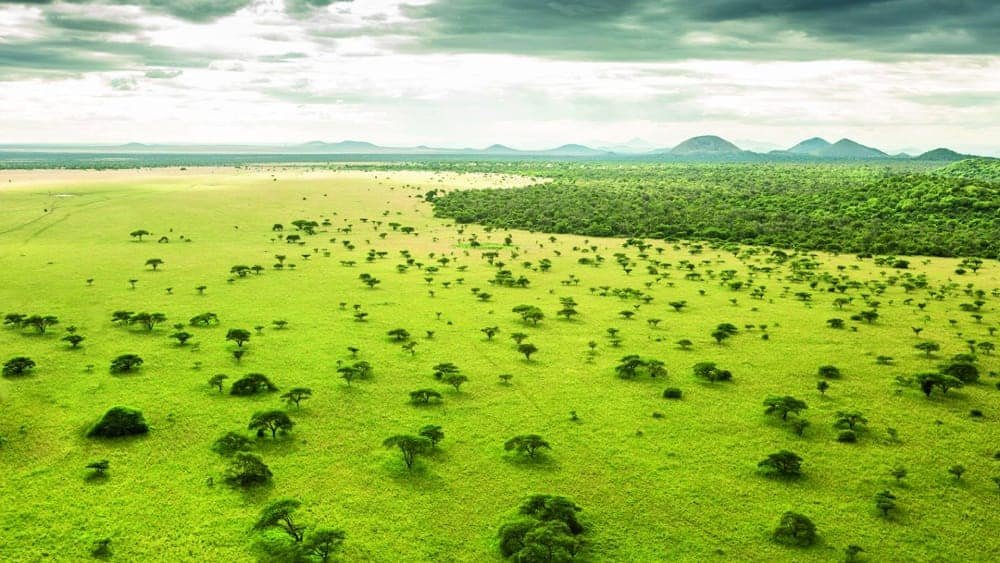 Best safari weather in Kenya in March green-season-safari-masai-mara-kenya