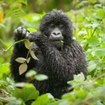 Bwindi-Lodge-Gorilla_900x600_Bwindi-Lodge-150x150