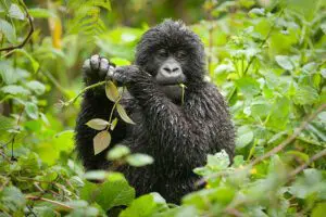 Bwindi-Lodge-Gorilla_900x600_Bwindi-Lodge-300x200