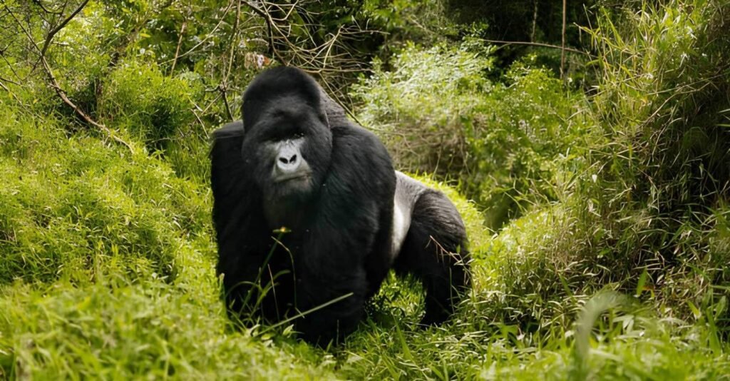 Gorilla trekking in Bwindi Impenetrable Forest during the best time to visit Uganda — January dry season