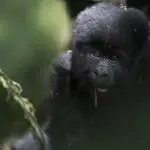 Gorilla_900X600-150x150