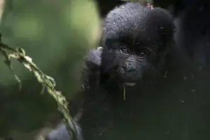 Gorilla_900X600-300x200