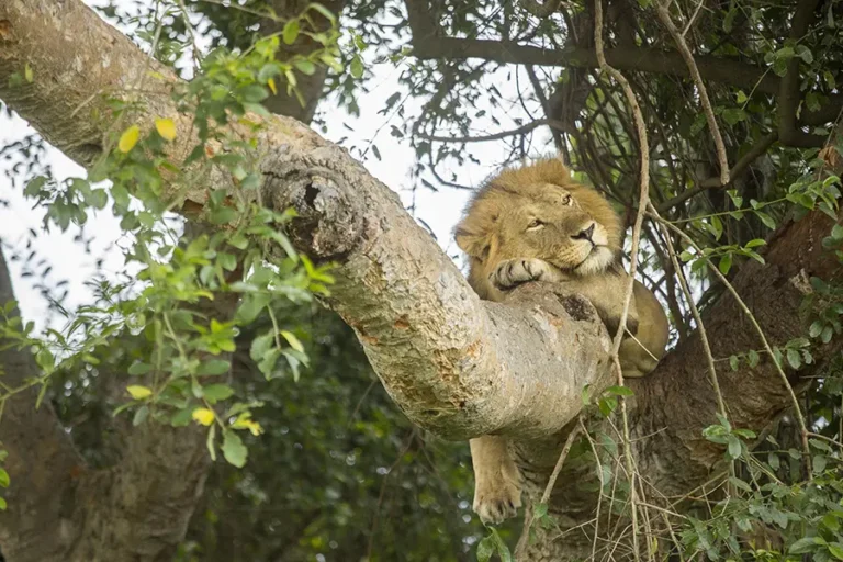 Kyambura-Gorge-Lodge-_4-tree-climbing-lion-4