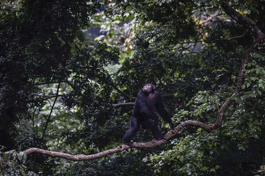 Explore Africa’s Untouched Wilderness and Unique Wildlife Experiences