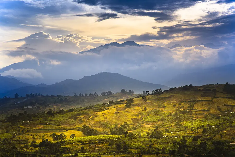 Chimpanzee trekking experience in Uganda rainforest