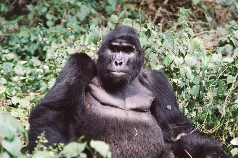 Uganda-1