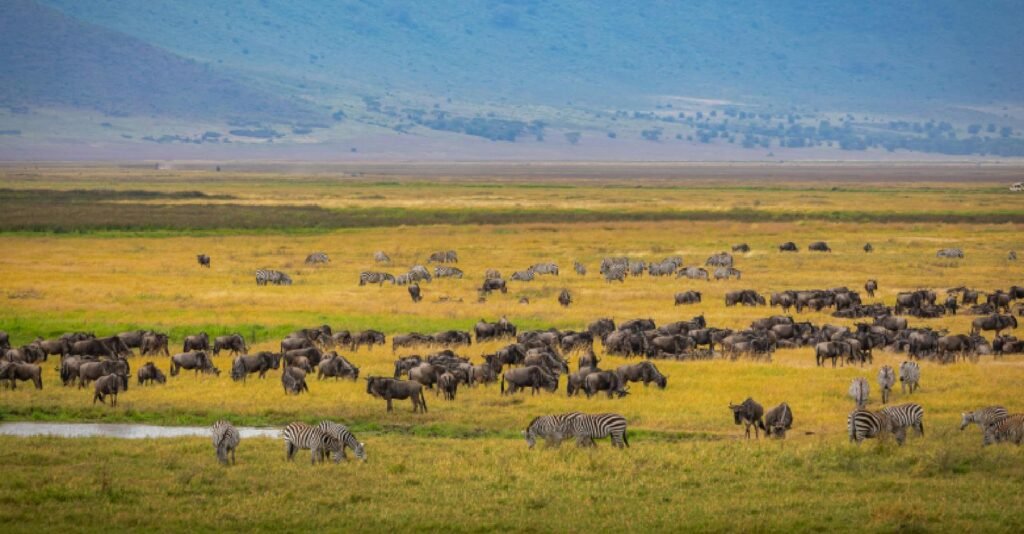 book a private safari in tanzania - ngorongoro crater panoramic view with wildlife grazing on the crater floor